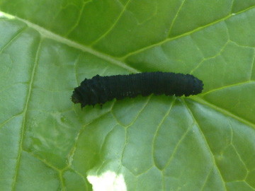 ダイコンの葉を食べていたカブラハバチの幼虫