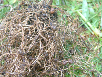 根粒菌がついたエダマメの根