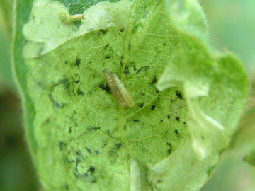 エダマメの葉っぱの間に入り込んだハモグリバエの幼虫