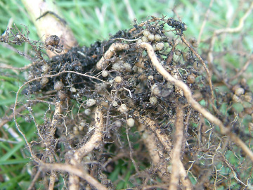 根粒菌がついたつるなしインゲンの根