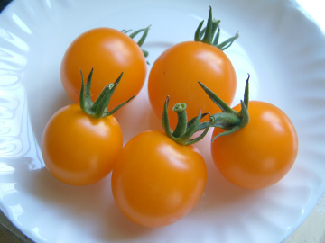 プランター栽培で収穫したミニトマト（キラーズ）