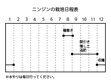 ニンジンの栽培日程表