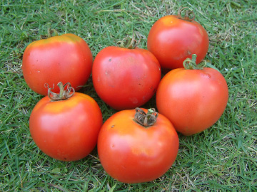 プランター栽培で収穫した大玉トマト（ホーム桃太郎）