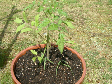 大玉トマトの苗の植え付け