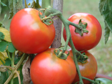 大玉トマト（ホーム桃太郎）の成熟した実