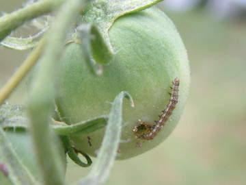害虫による大玉トマトの食害