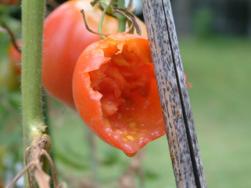 鳥に食べられた大玉トマト