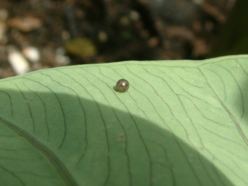 サイトモの葉についていたセスジスズメの卵
