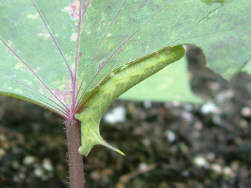 サツマイモの葉を食べているエビガラスズメの幼虫