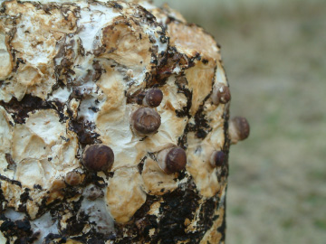 シイタケの芽が出た菌床ブロック