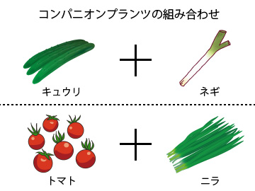 野菜とコンパニオンプランツの組み合わせ