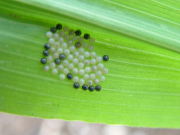 トウモロコシの葉に産みつけられた虫の卵
