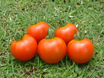 プランター栽培で収穫した中玉トマト（フルティカ）