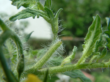 中玉トマトの生長点を摘芯