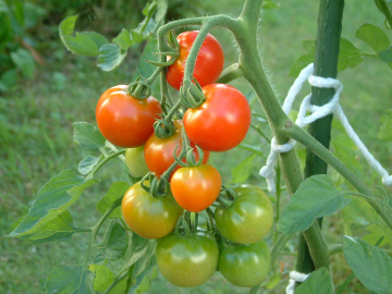 中玉トマト（フルティカ）の実