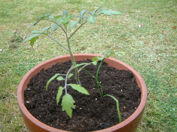 中玉トマトの苗の植え付け